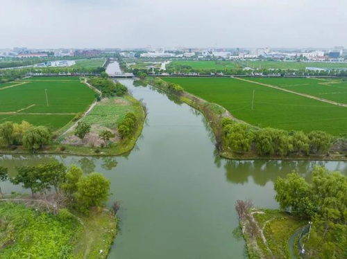 青浦水環(huán)境治理見成效，香花橋河道煥新顏